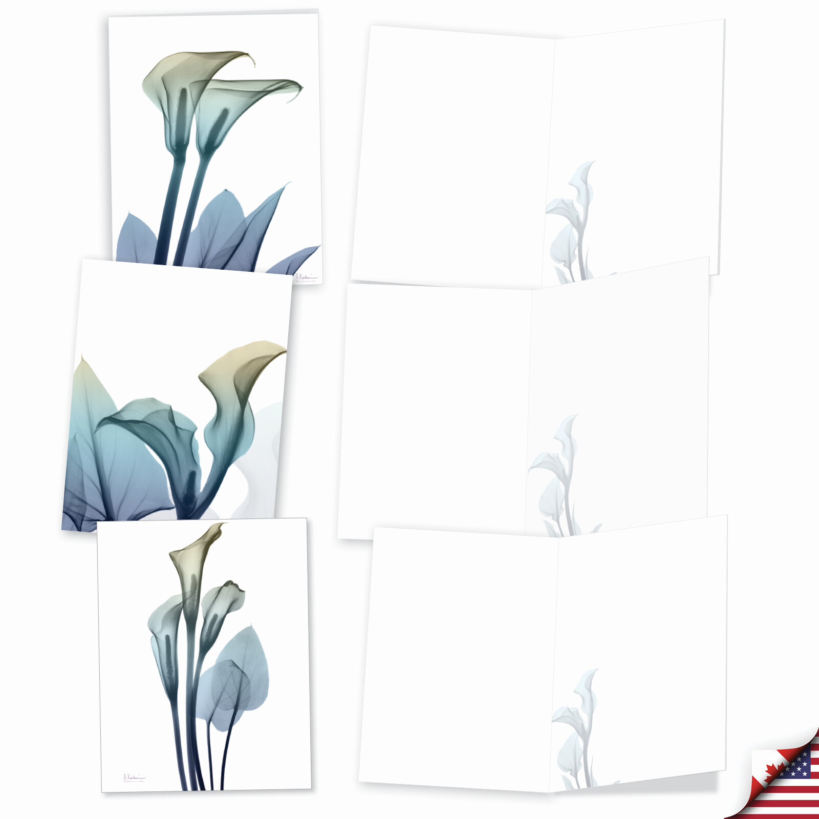 10 Blank All Occasion Cards Assorted – Blooming Expressions AM6221OCB-B1x10
