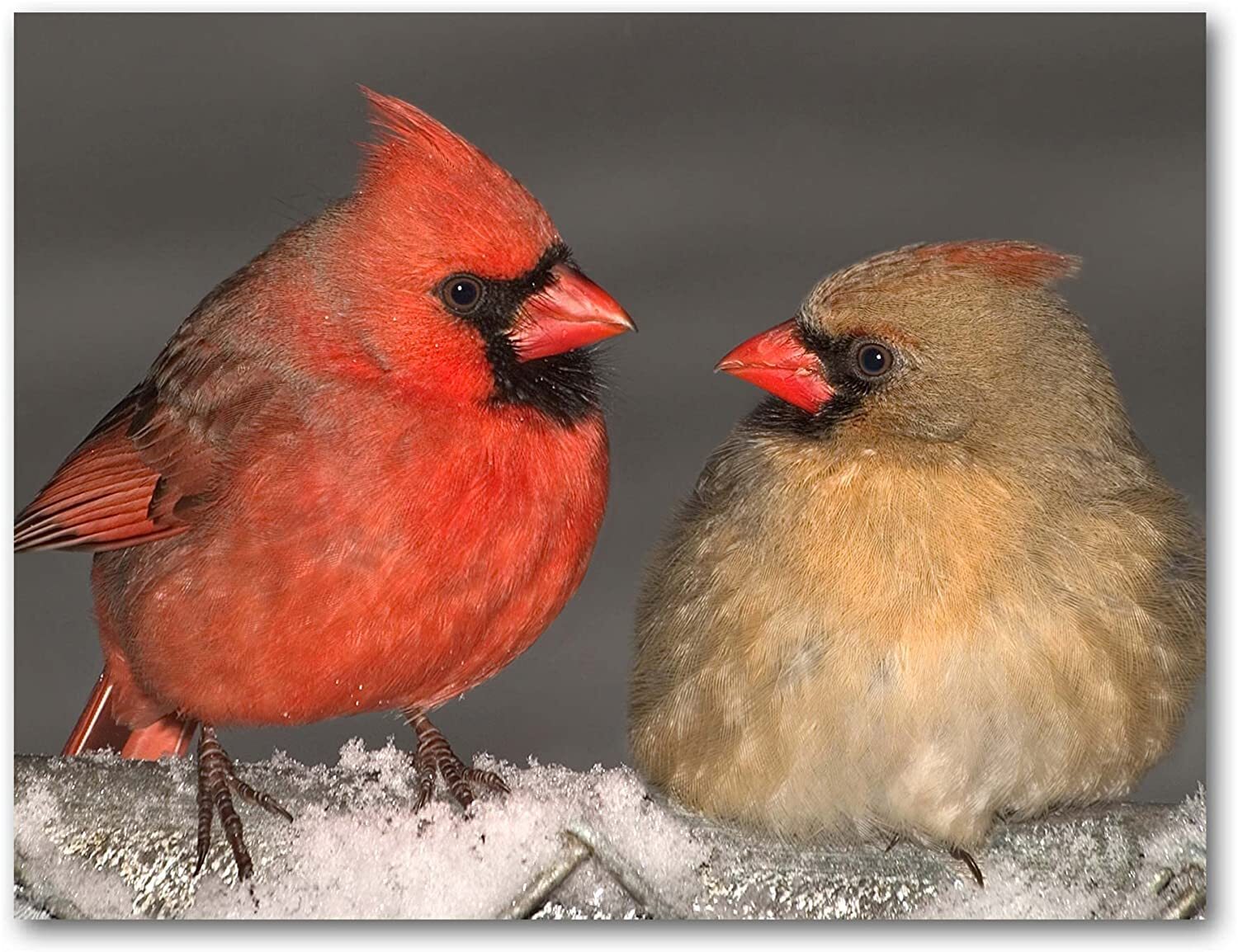 Cardinal Greeting Cards-Blank Inside-Available in 12 and 24 Packs-5.5″x4.25″