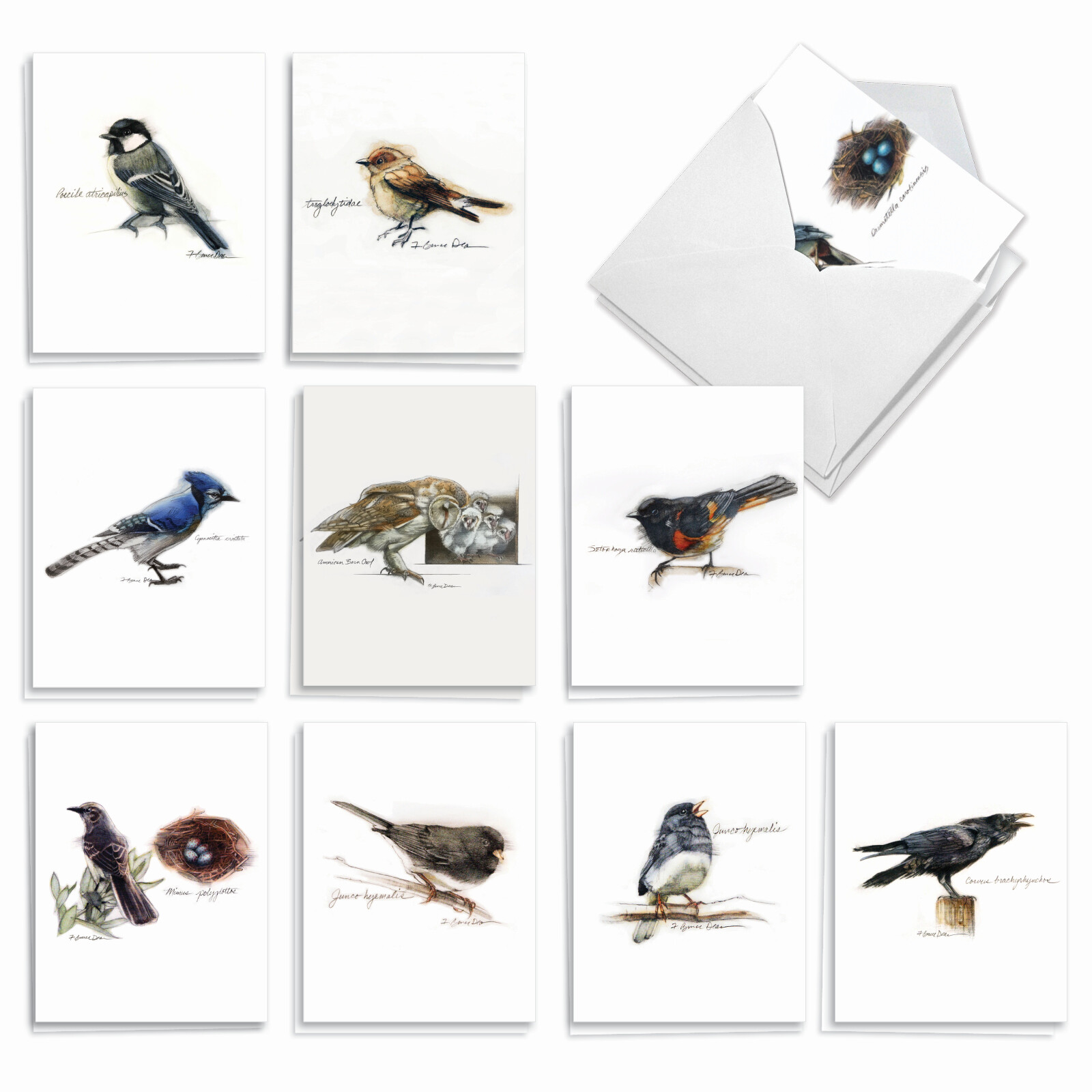 20 Assorted Blank Cards (10 Designs, 2 Each) – Birds Watching AM3199OCB-B2x10