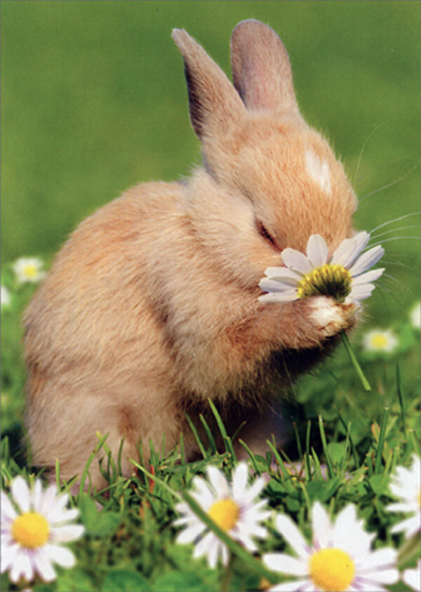Avanti Press Bunny Rabbit Smelling Flower Cute Easter Card