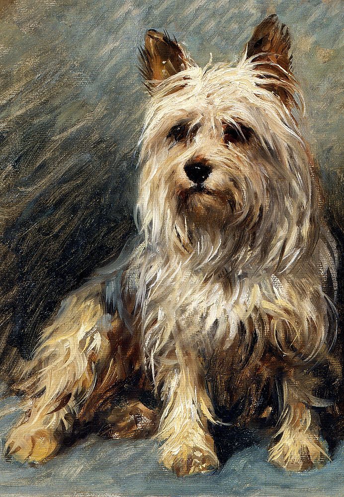 YORKIE PUPPY Yorkshire terrier dog portrait by John Emms. Victorian art cards.