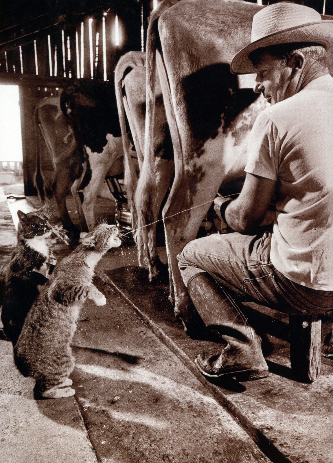 Funny ADULT BIRTHDAY Card, Cat Cow Milk Farm Drinks by Avanti America + Envelope