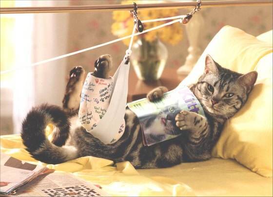 Cat in Traction Get Well Card – Greeting Card by Avanti Press