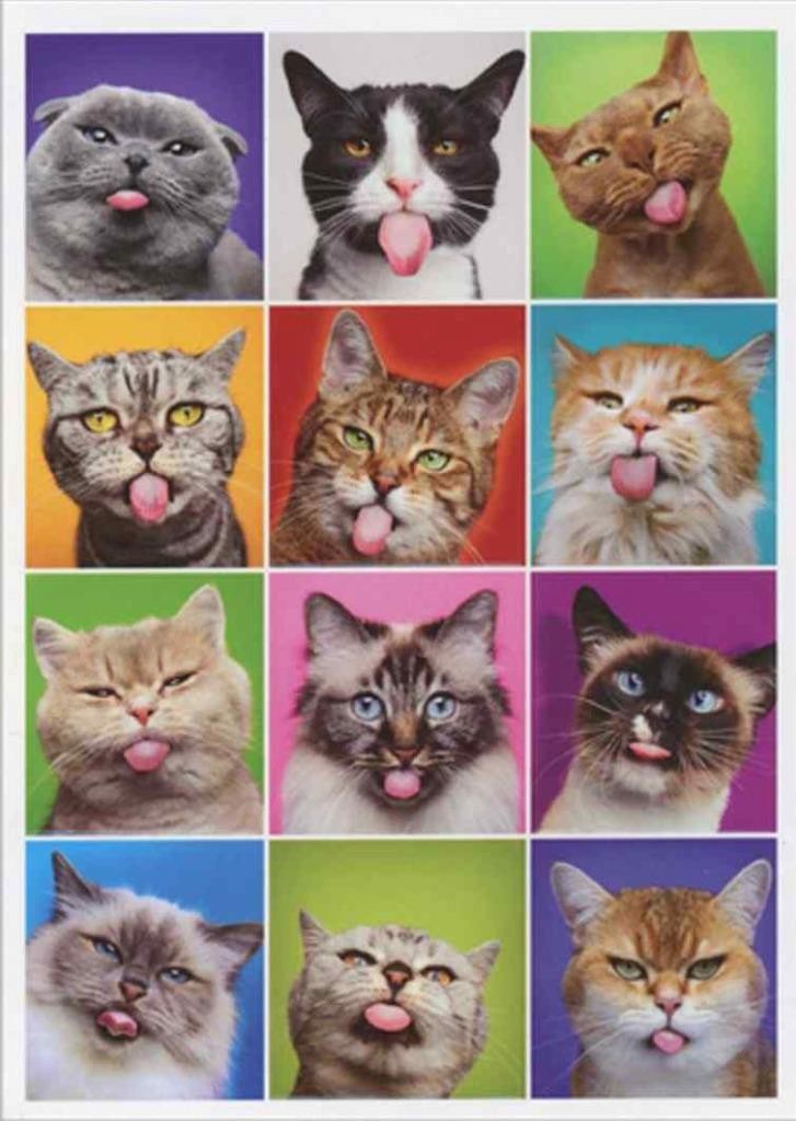 We’ll act our age when we’re ready AVANTI BIRTHDAY CARD Cats Sticking out Tongue