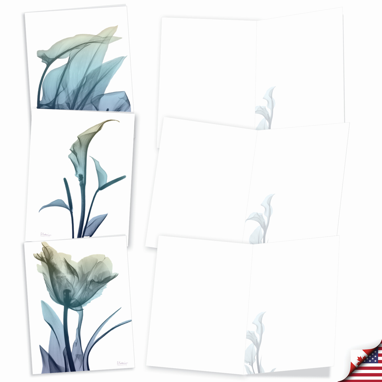 10 Blank All Occasion Cards Assorted – Blooming Expressions AM6221OCB-B1x10